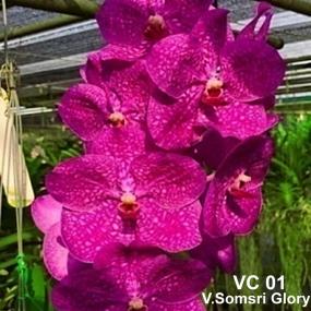 VC01-V. SOMSRI GLORY PINK LADY