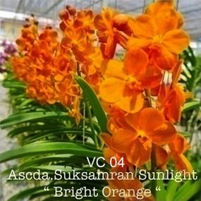 VC04-V.SUKSAMRAN SUNLIGHT "BRIGHT ORANGE"
