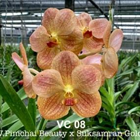 VC08-V.PIMCHAI BEAUTY X SUKSAMRAN GOLD
