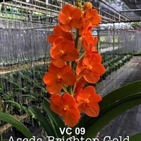 VC09-V.BRIGHTON GOLD