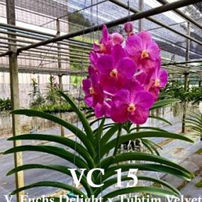 VC15-V. FUCHS DELIGHT X TUBTIM VELVET