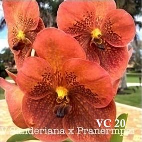 VC20-V. SANDERIANA X PRANERMPAI