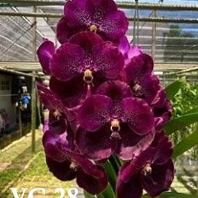 VC28-V. KRU CHOM "RED BUTTERFLY"