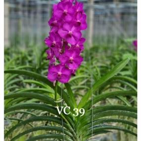 VC 39 - V.PINE RIVER 4N X FUCHS DELIGHT