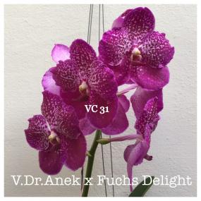 VC 31 - V.DR ANEK X FUCHS DELIGHT