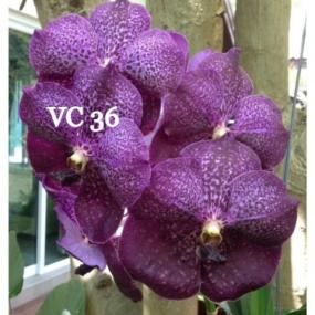 VC 36 - GOLAMGO BLUE MAGIC X GORDON DILLON 
