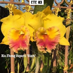 CTC 03 - Cattleya Thong Supan Siam