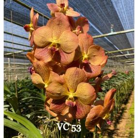 VC 53 - V.THONGLOR SAND X PRAPATHOM GOLD