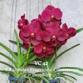 VC 42 - V.KULWADEE FRAGRANCE X CHOPRAYA SAPPHIRE