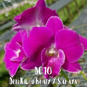 DC 10- DEN.KIUMI BEAUTY X SRIPRATHUM