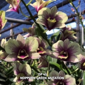 DP 45 - NOPPURN GREEN MUTATION