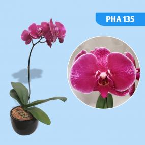 PHA 135 - P. JIUHBAO FERRARI X (P. CHIAN XEN MAGPIE X FORMOSE ROSE)