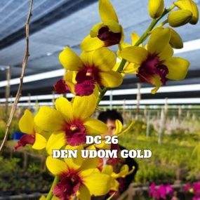DC 26
