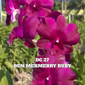 DC 27